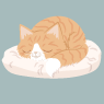 Orange katt 2