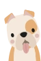 Engelsk bulldogg