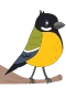 Talgoxe