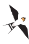 Svala