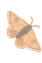 Nattfjäril
