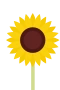 Solros