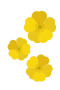 Smörblommor