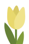 Gul tulpan