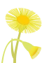 Tussilago