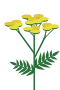 Renfana