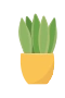 Krukväxt