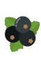 Svarta vinbär